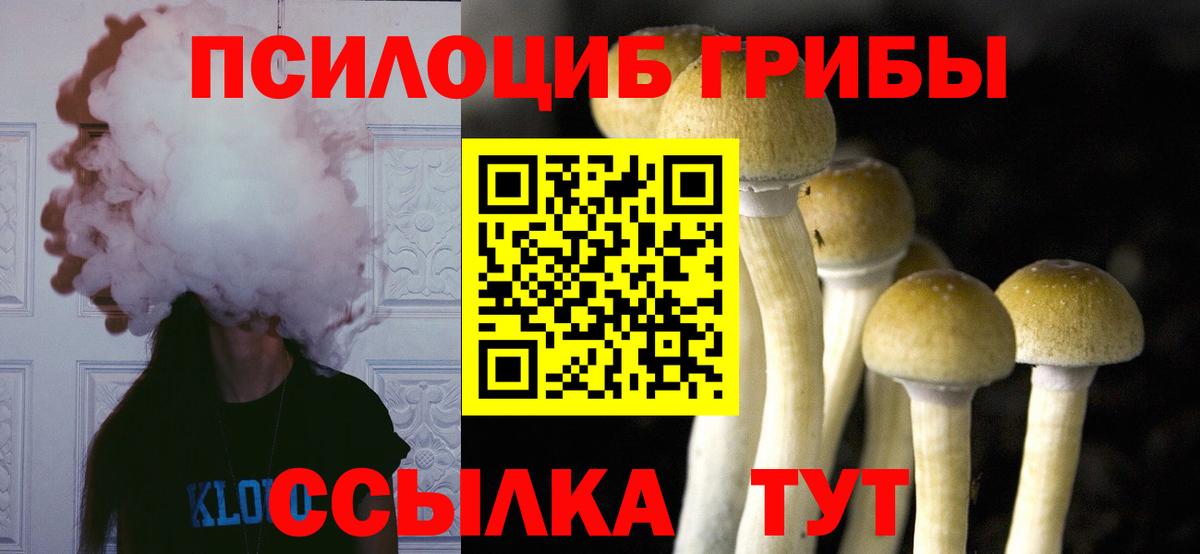 Галлюциногенные грибы Psilocybine cubensis  Североморск 